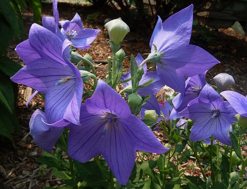 Platycodon Balloon Flower