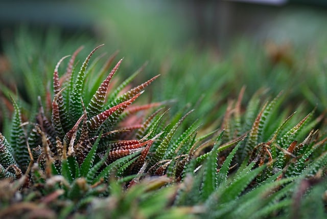 Haworthia fasciata
