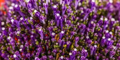 small purple flowers