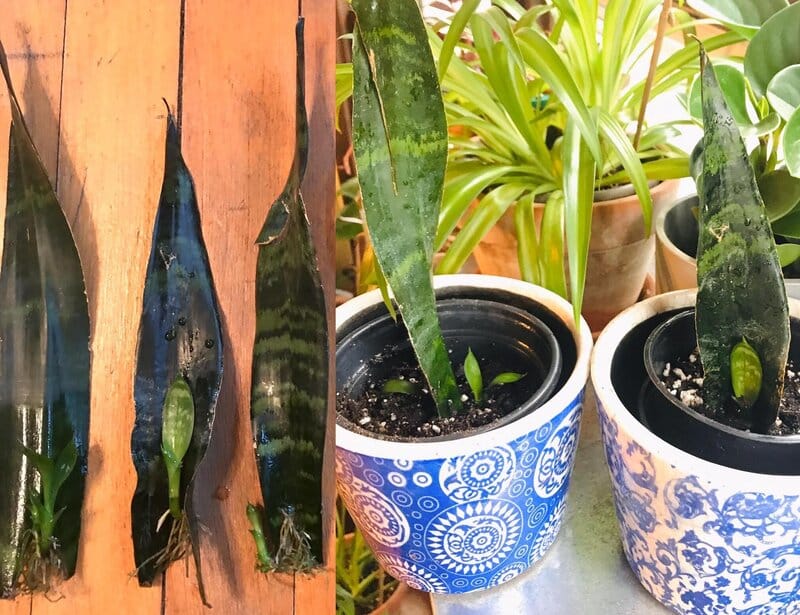 Propagate Sansevieria by Taking Leaf Cuttings