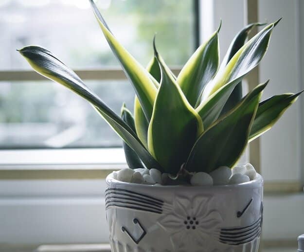 propagate snake plant