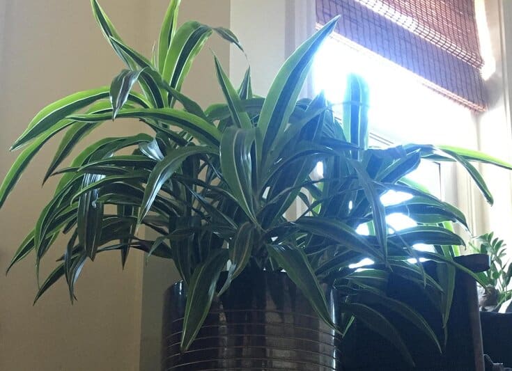 Dracaena deremensis "Lemon Lime"