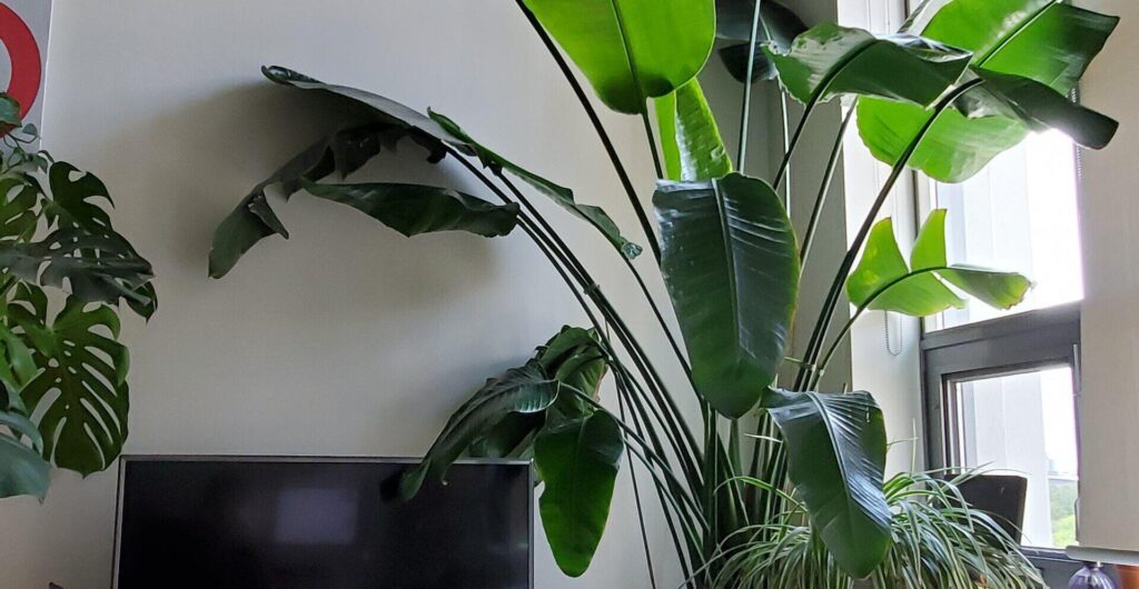 Fertilizer for Bird of Paradise