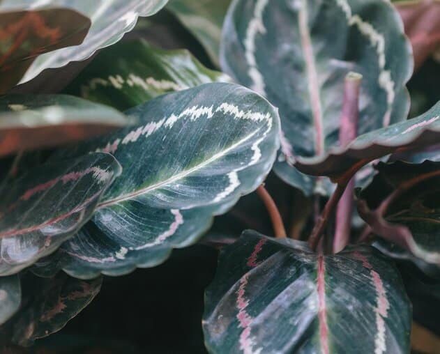 Prayer Plant