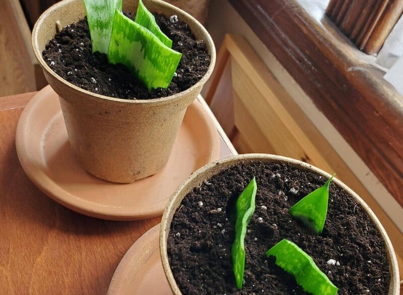 Taking Sansevieria leaf cuttings