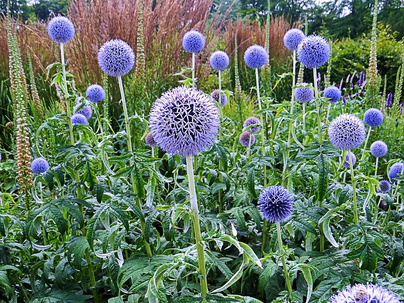 Sea Holly flowers