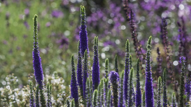 Veronica Spicata