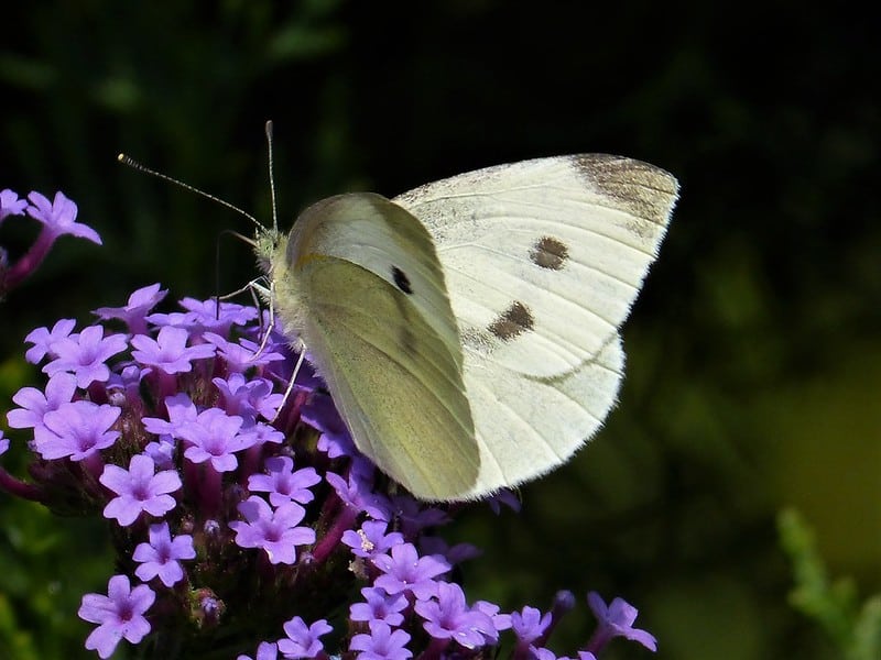 Verbena bonariensis