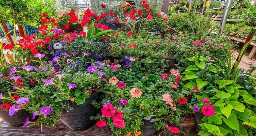 8 of the Best Fertilizers for Flowers