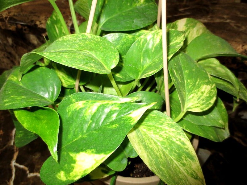Manjula Pothos plant