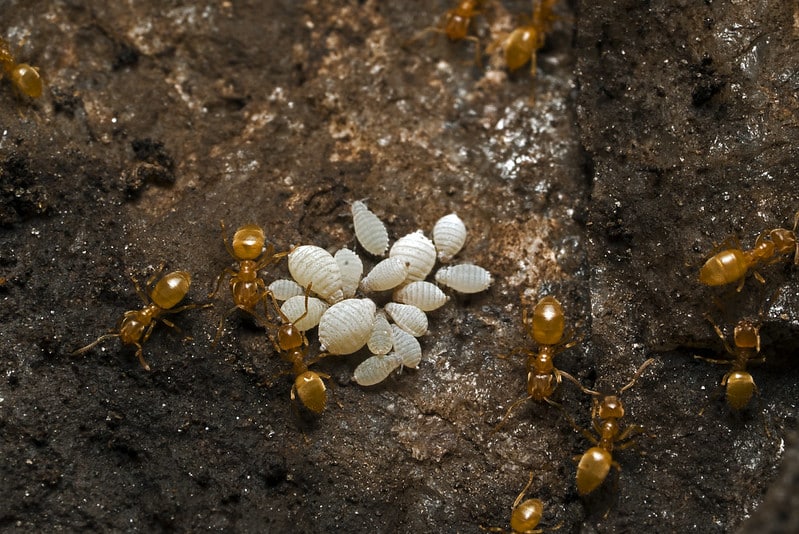 Pyrethrum can help eliminate scale insects, aphids and other pests