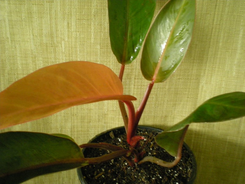 Philodendron "Autumn"