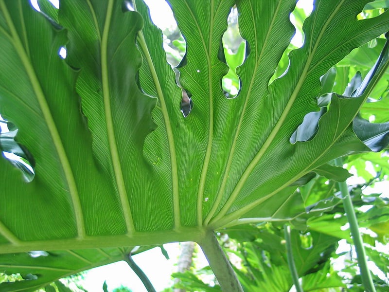 Philodendron bipinnatifidum 