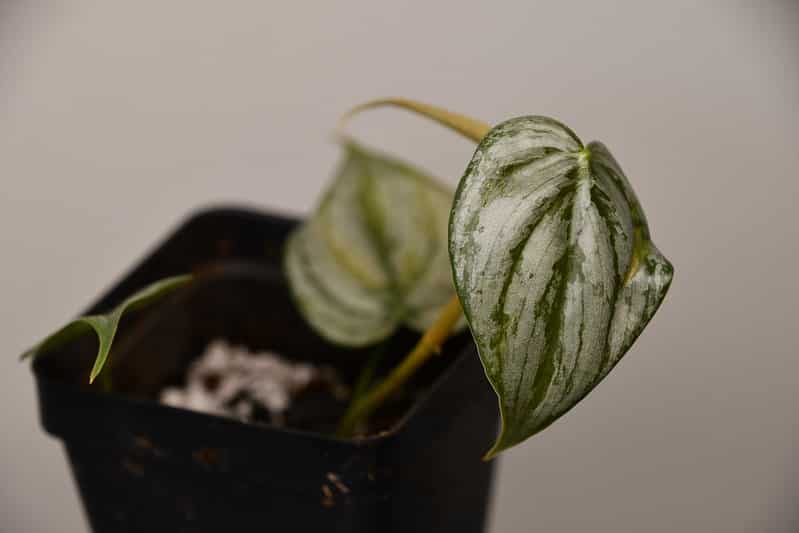 Philodendron brandtianum