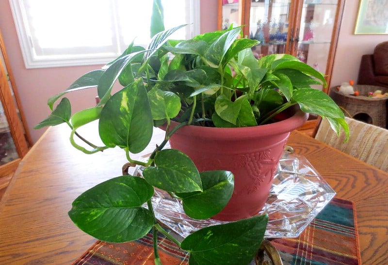 Manjula Pothos fertilization