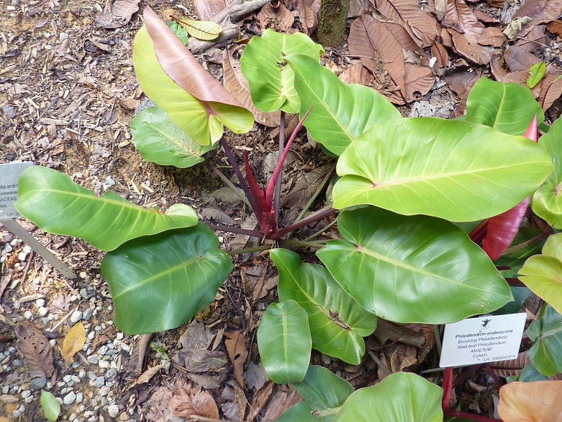 Philodendron erubescens