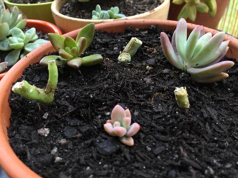 How to get rid of tiny white bugs in soil