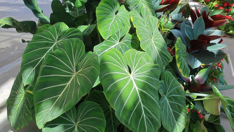 Philodendron gloriosum