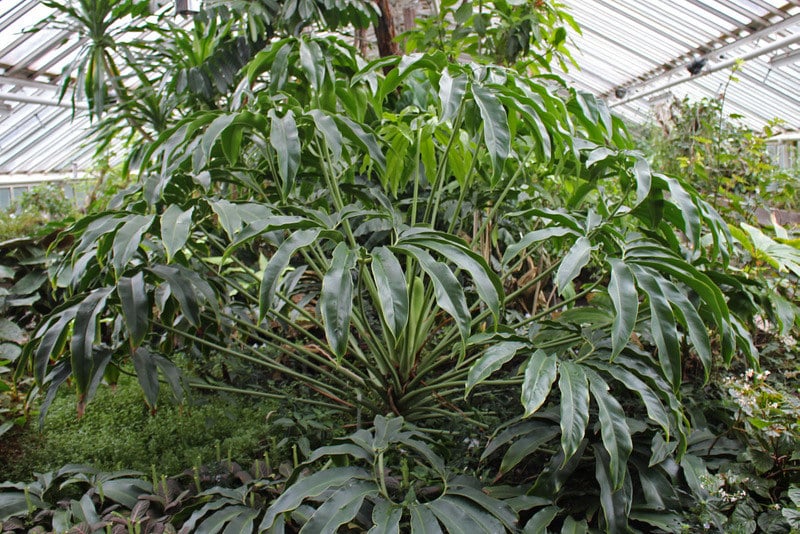 Philodendron goeldii