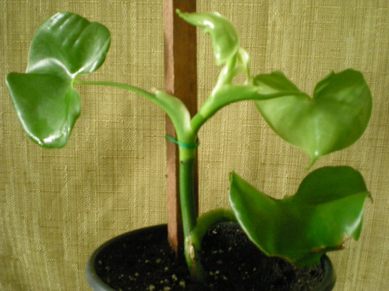 Philodendron grazielae