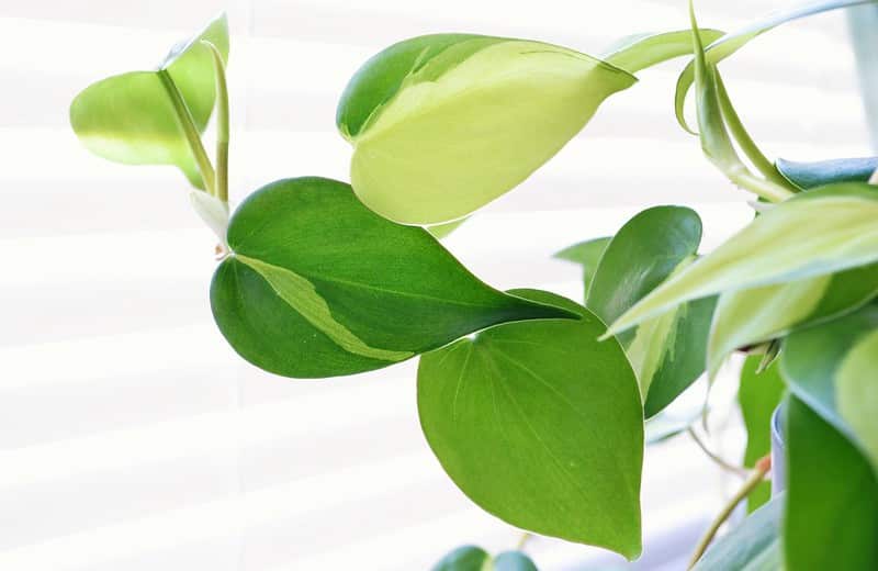 Philodendron hederaceum