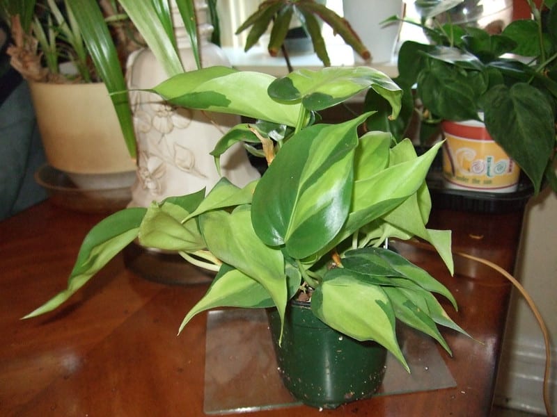 Golden Goddess Philodendron humidity requirements 