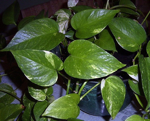 Devil's Ivy humidity requirements