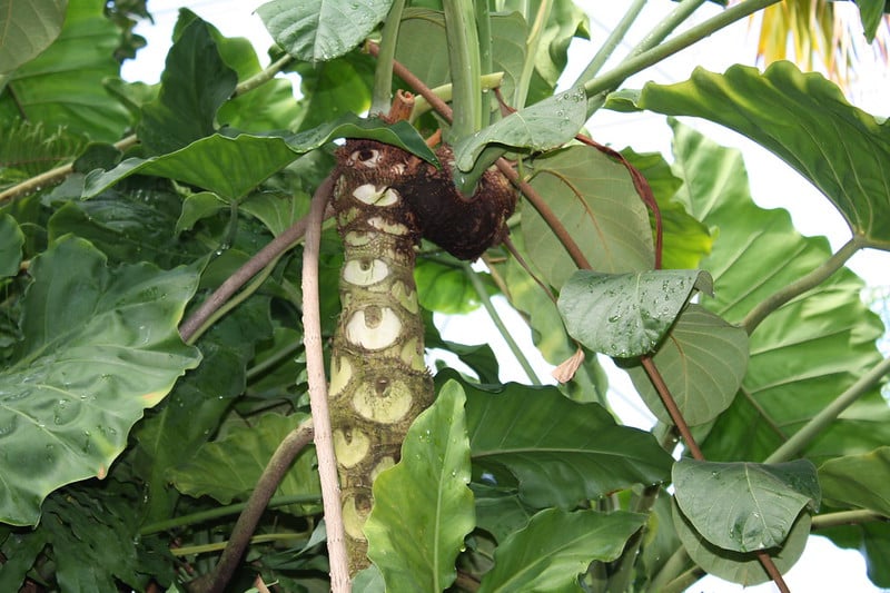 Philodendron hybrids
