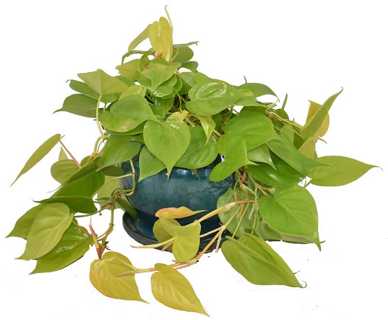 Golden Goddess Philodendron light requirements 