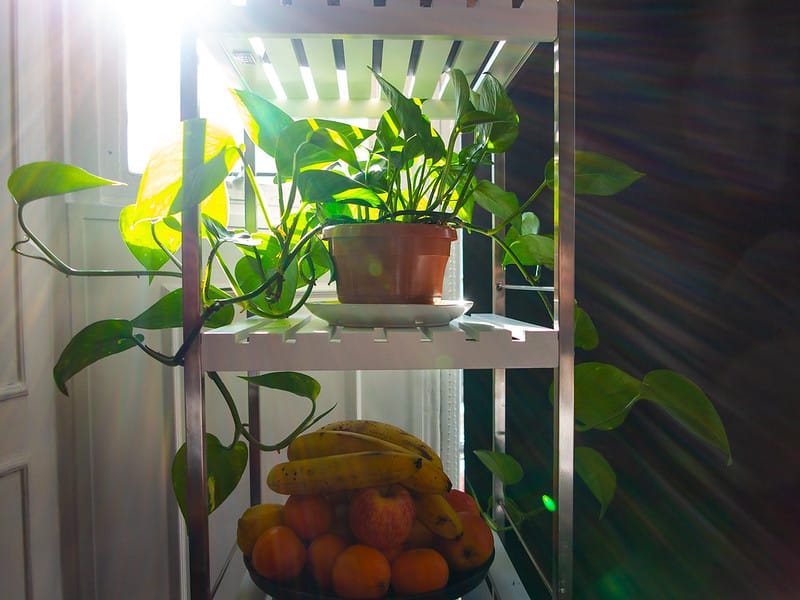 Manjula Pothos light requirements