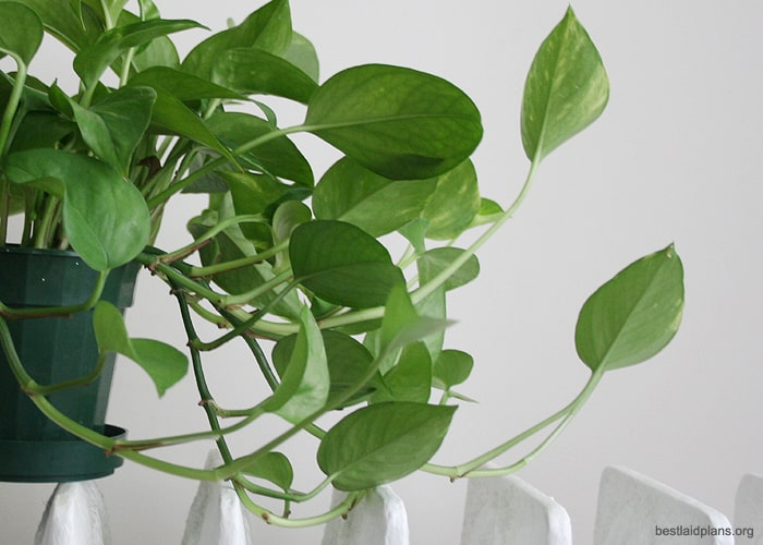 Manjula Pothos maintenance