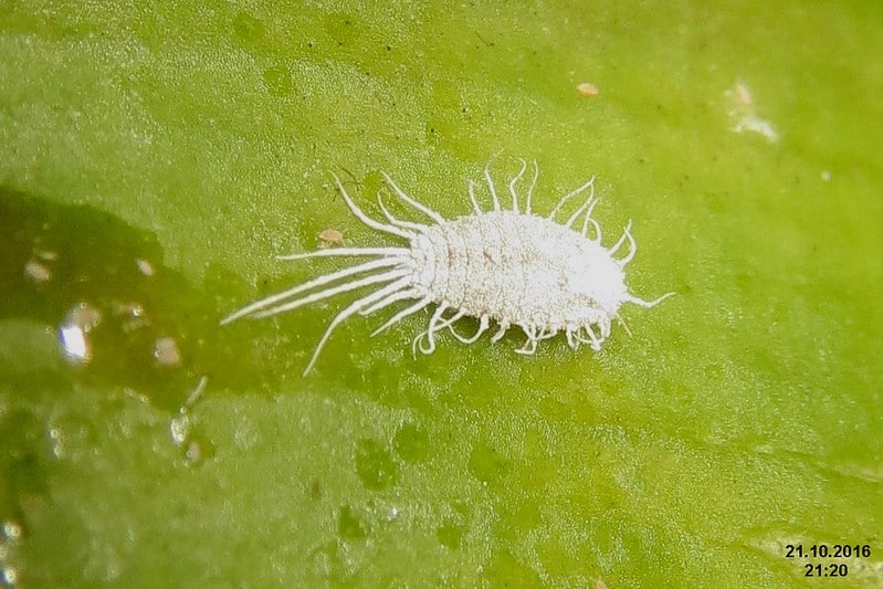 Mealybugs