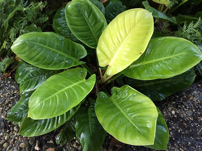 Philodendron "Moonlight"
