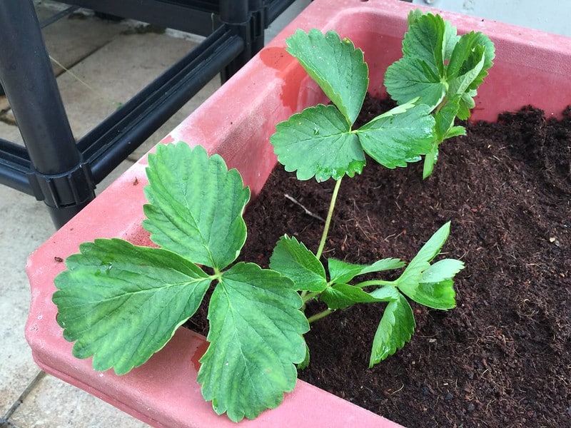 Natural insecticides can help you cure plant from tiny white bugs in soil