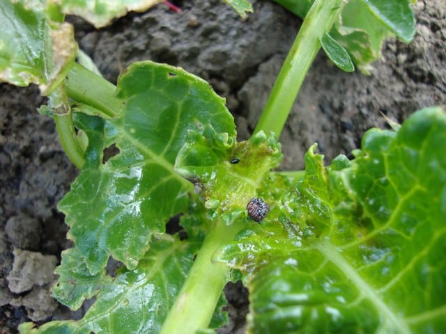 Neem oil is excellent in treating soil and leaf pests