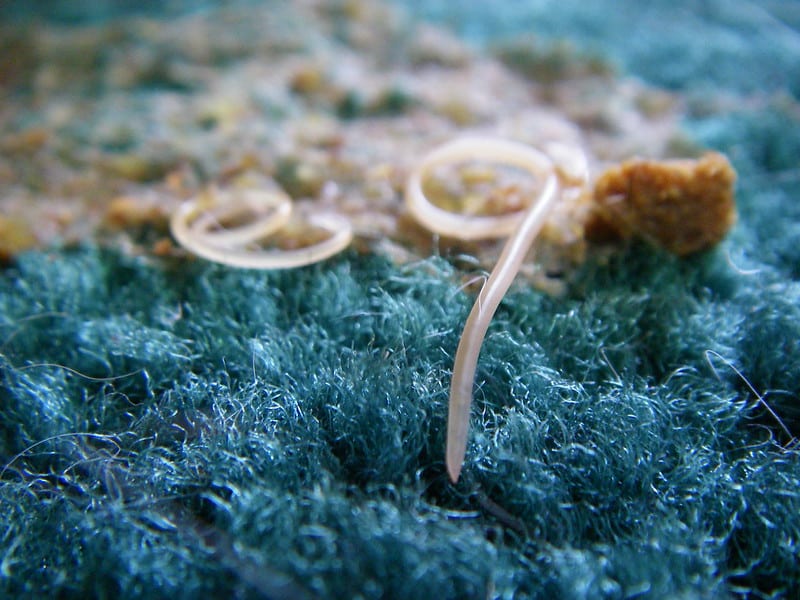 Nematodes on plants are visible only under microscope