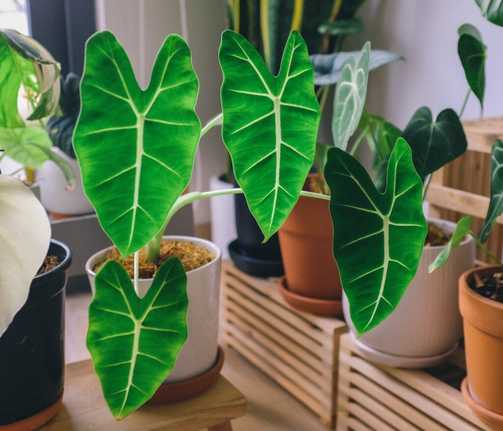 Alocasia Regal Shield