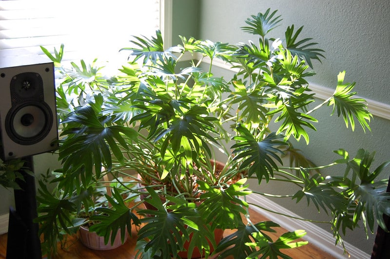Philodendron plant