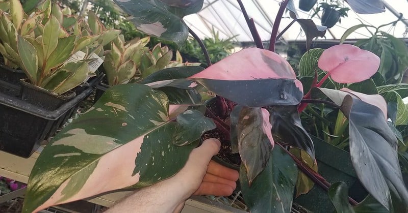 Philodendron "Pink Princess"