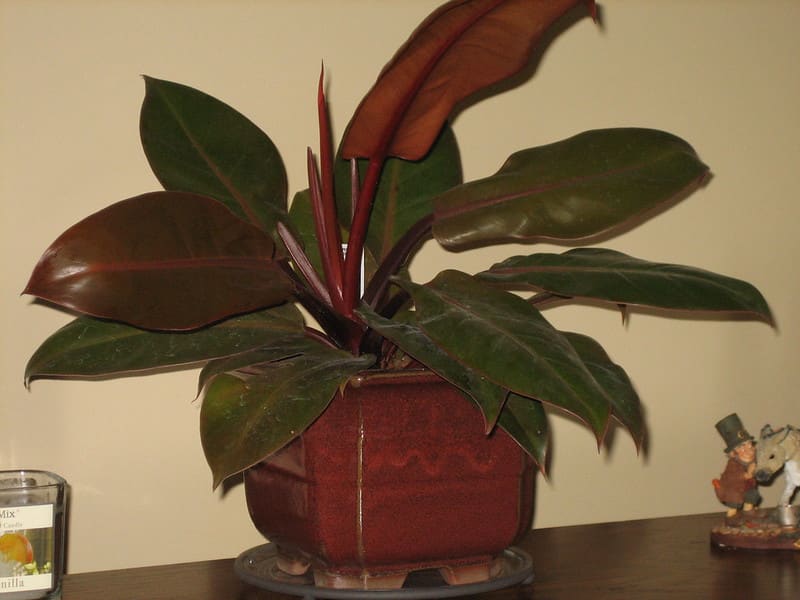 Philodendron "Prince of Orange"