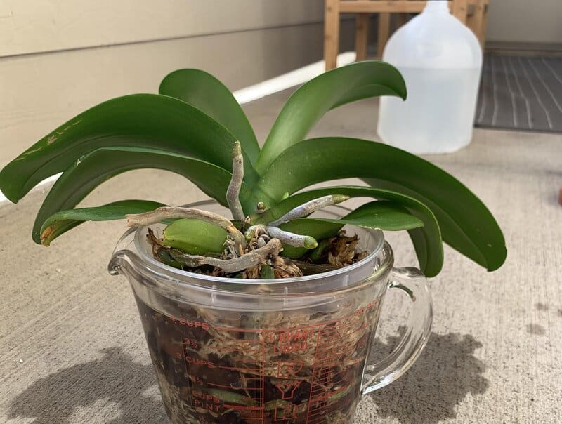 measuring cups - perfect for watering orchids