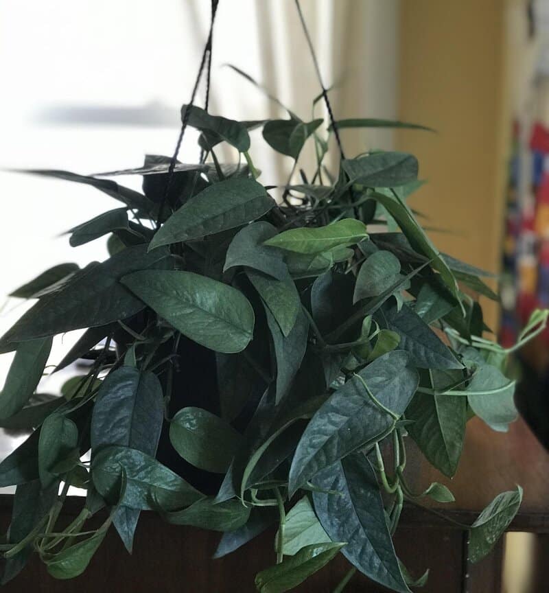 Cebu Blue Pothos light requirements 