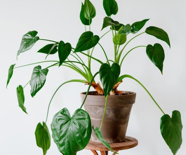 Alocasia Regal Shield Plant