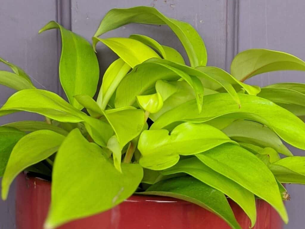 Golden Goddess Philodendron