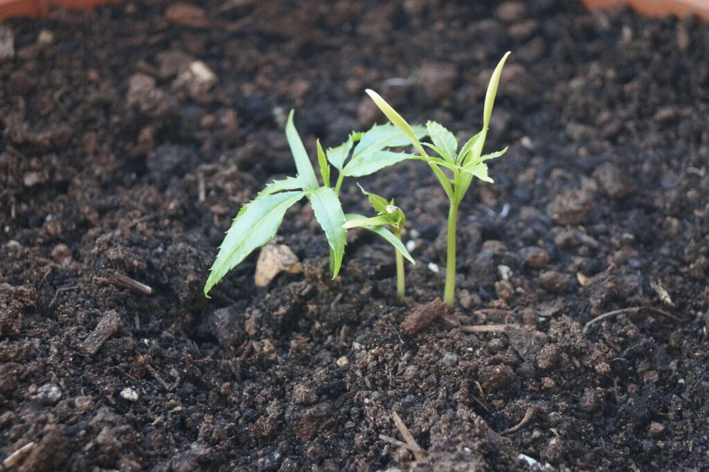 tiny white bugs in soil