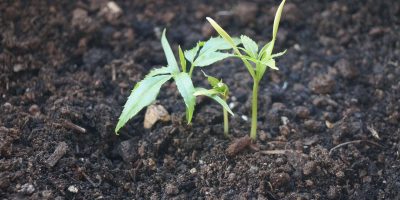 tiny white bugs in soil