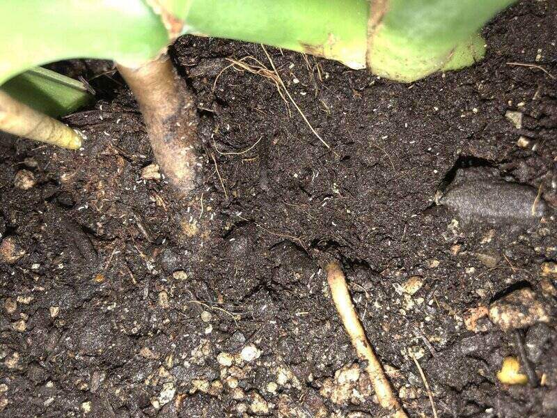 Houseplant pests or diseases?