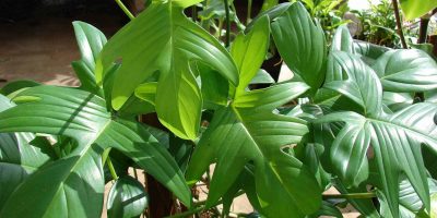 Philodendron types
