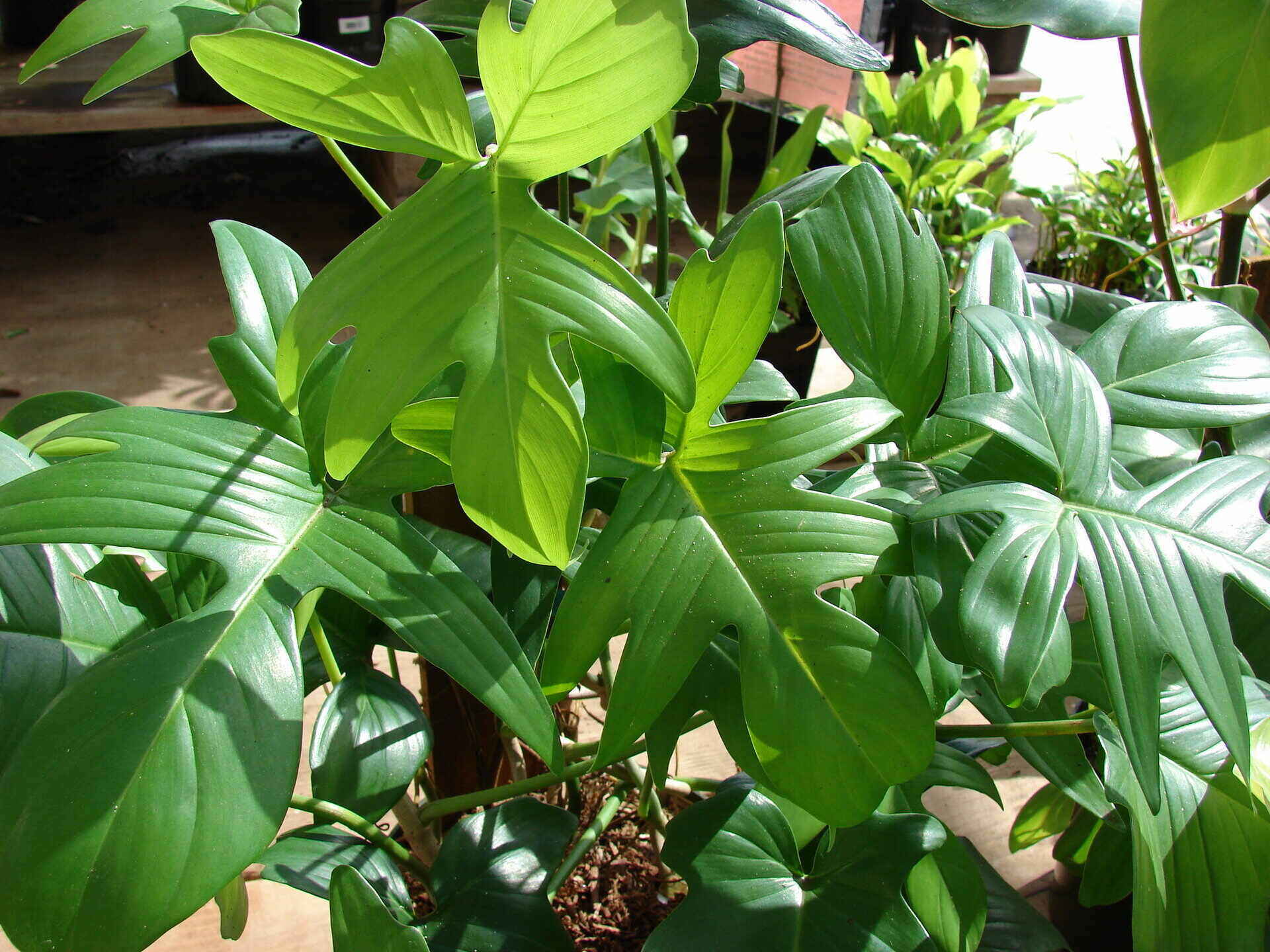 25 Enchanting Philodendron Types to Spice up Your Home