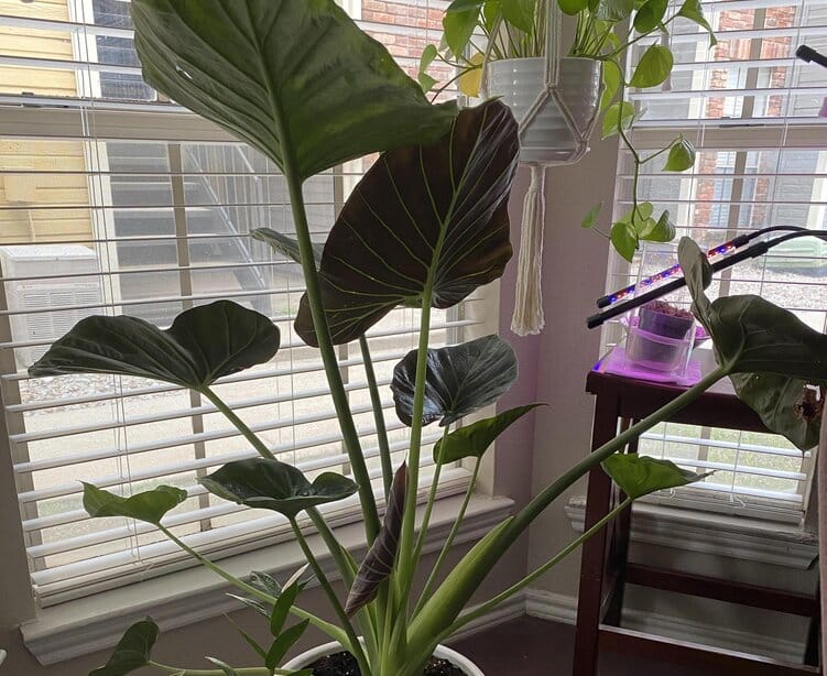 Keep your Alocasia Regal Shields away from direct sunlight